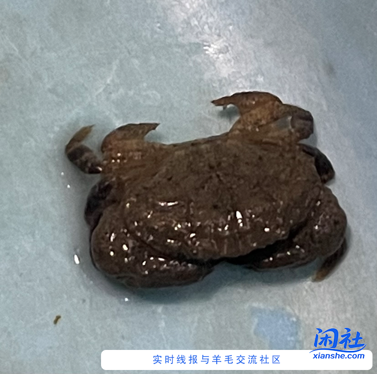 吧里大佬们，求助一下这种是什么蟹？