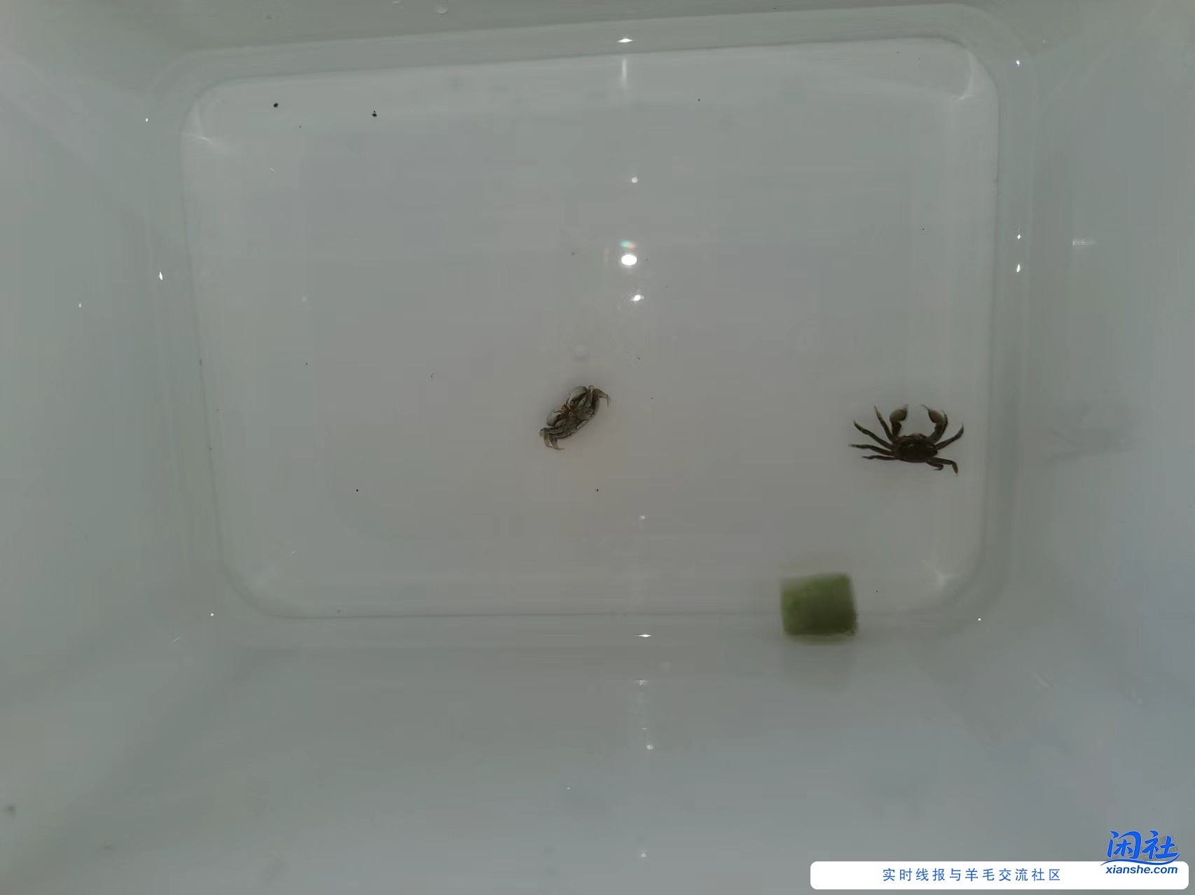 除了乌龟还可以整螃蟹陪着