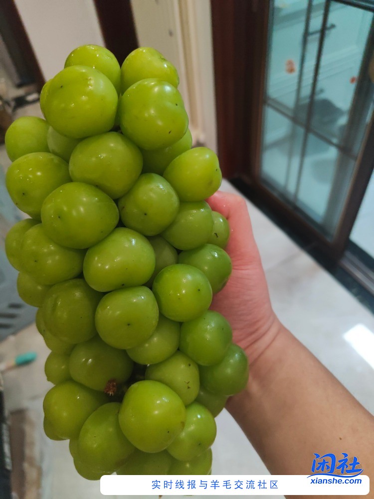 阳光玫瑰，怎么这么便宜了，2快多一斤，一串3斤多而且很甜