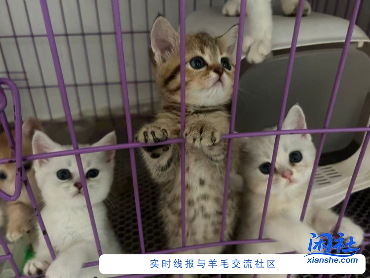 帮忙看下，这个金色的猫值多少钱？几百块钱入手值