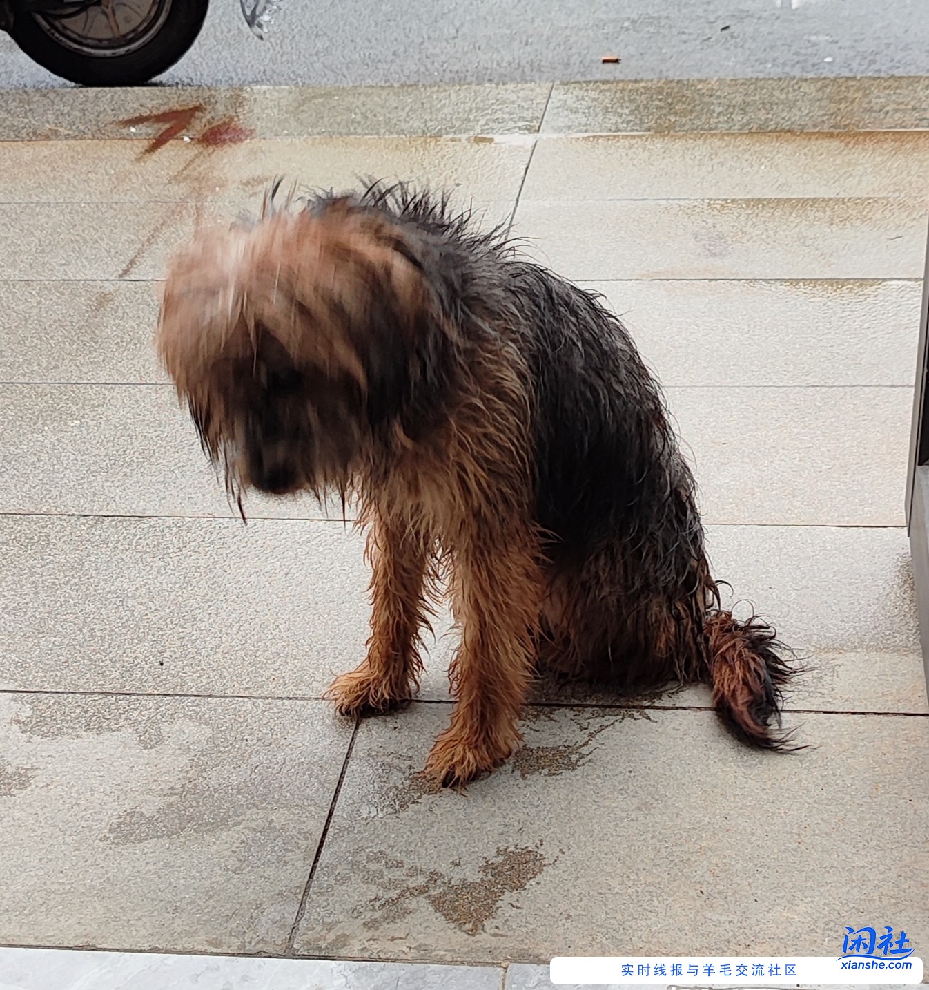 几天前在门市部门口看见，今天又来了