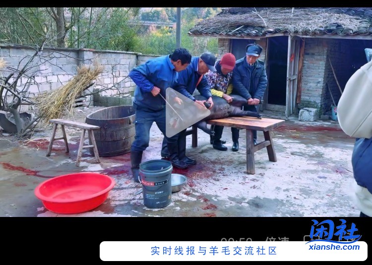 30一斤的黑猪肉 上次买了5000块钱