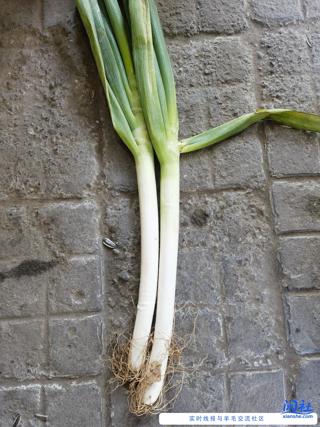 京喜大葱收到了