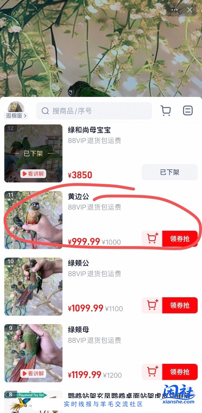 又想冲动买一只小太阳鹦鹉