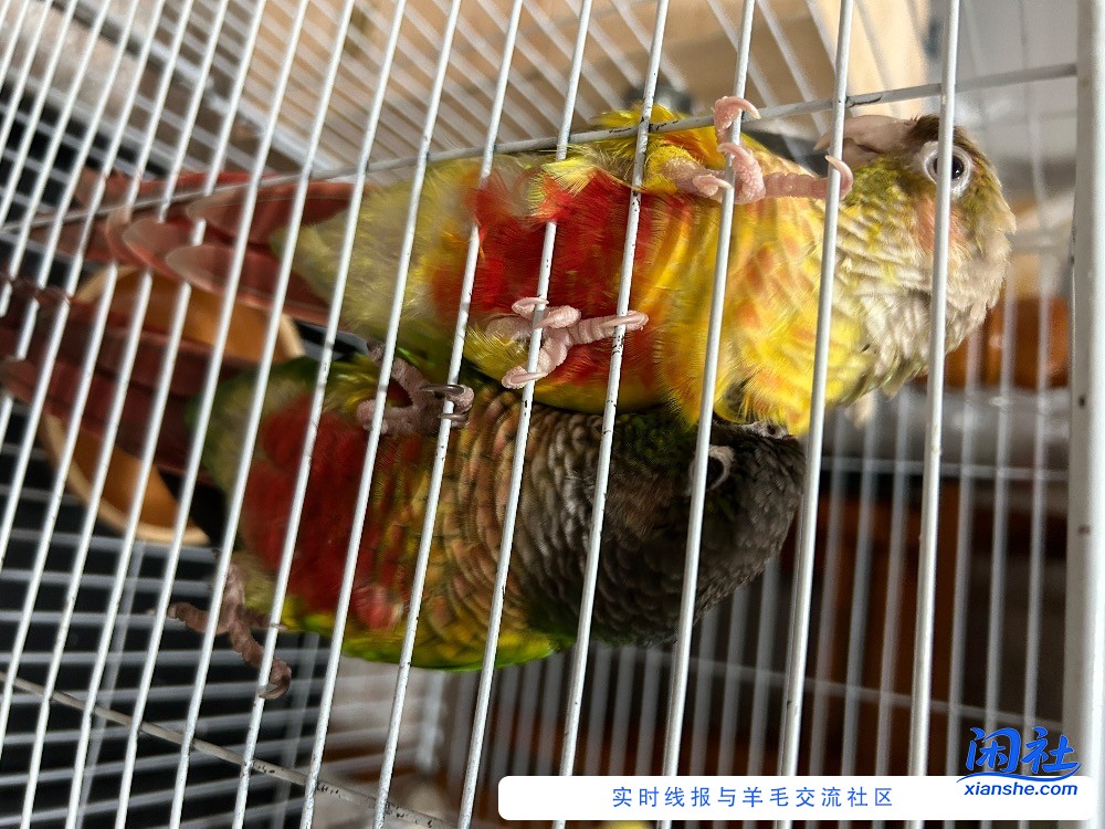 小太阳鹦鹉找到了。