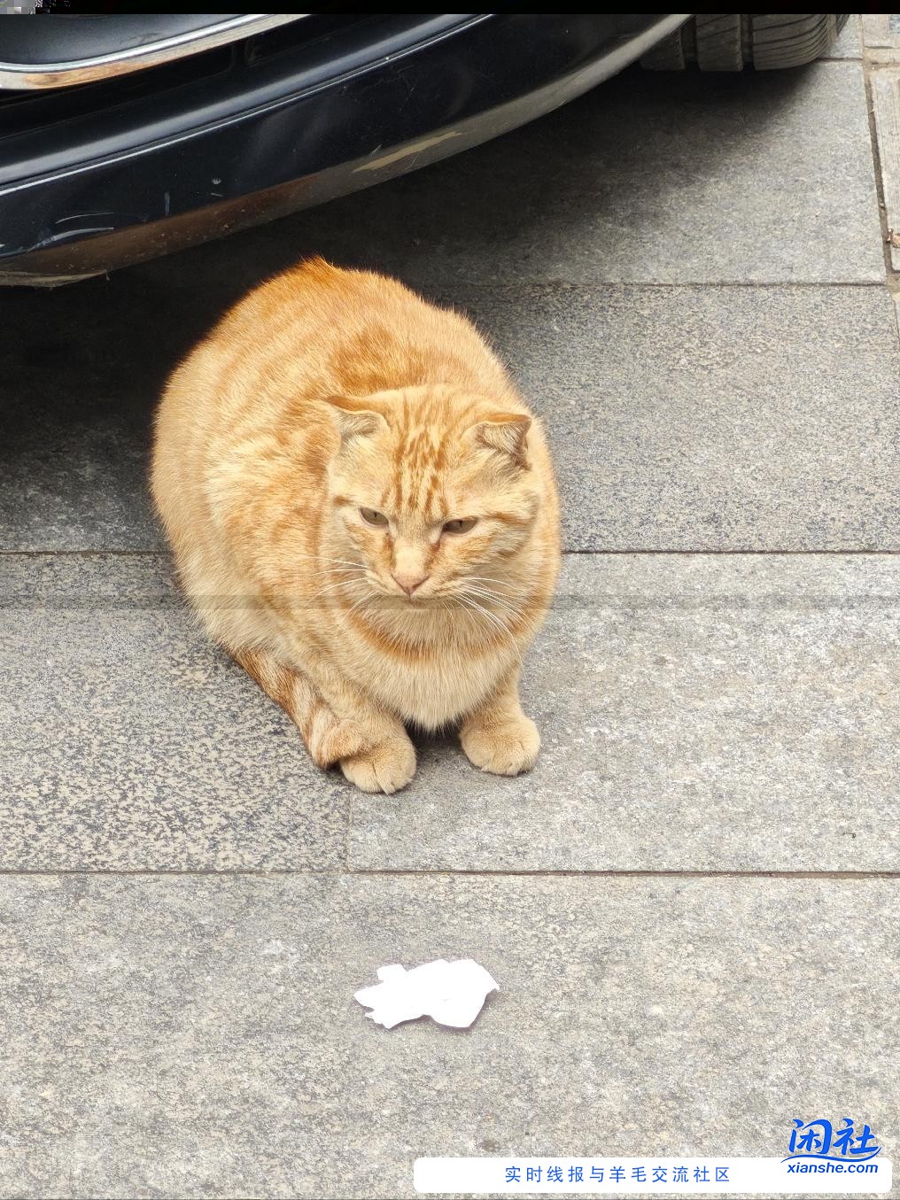 一个猫给我造成上千块的损失