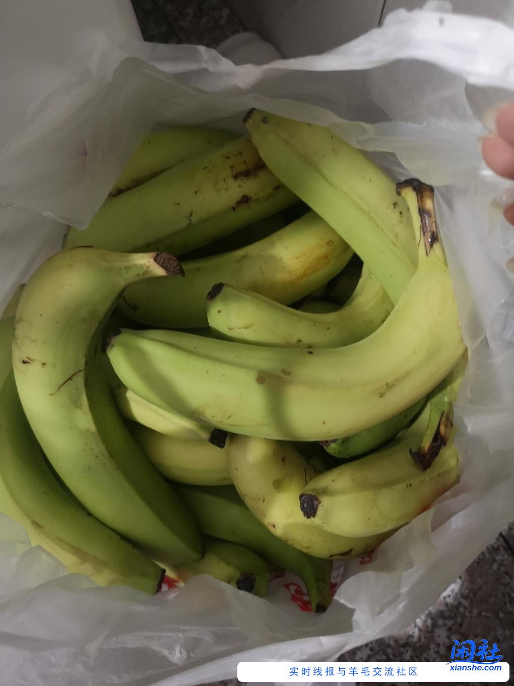 京东免费的28斤香蕉到齐了。。又粗又大 吃用都可以