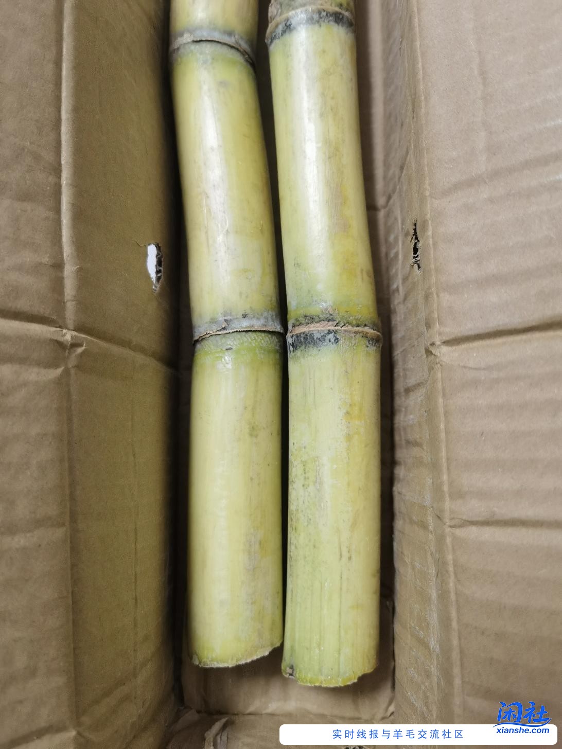 北方人来，甘蔗