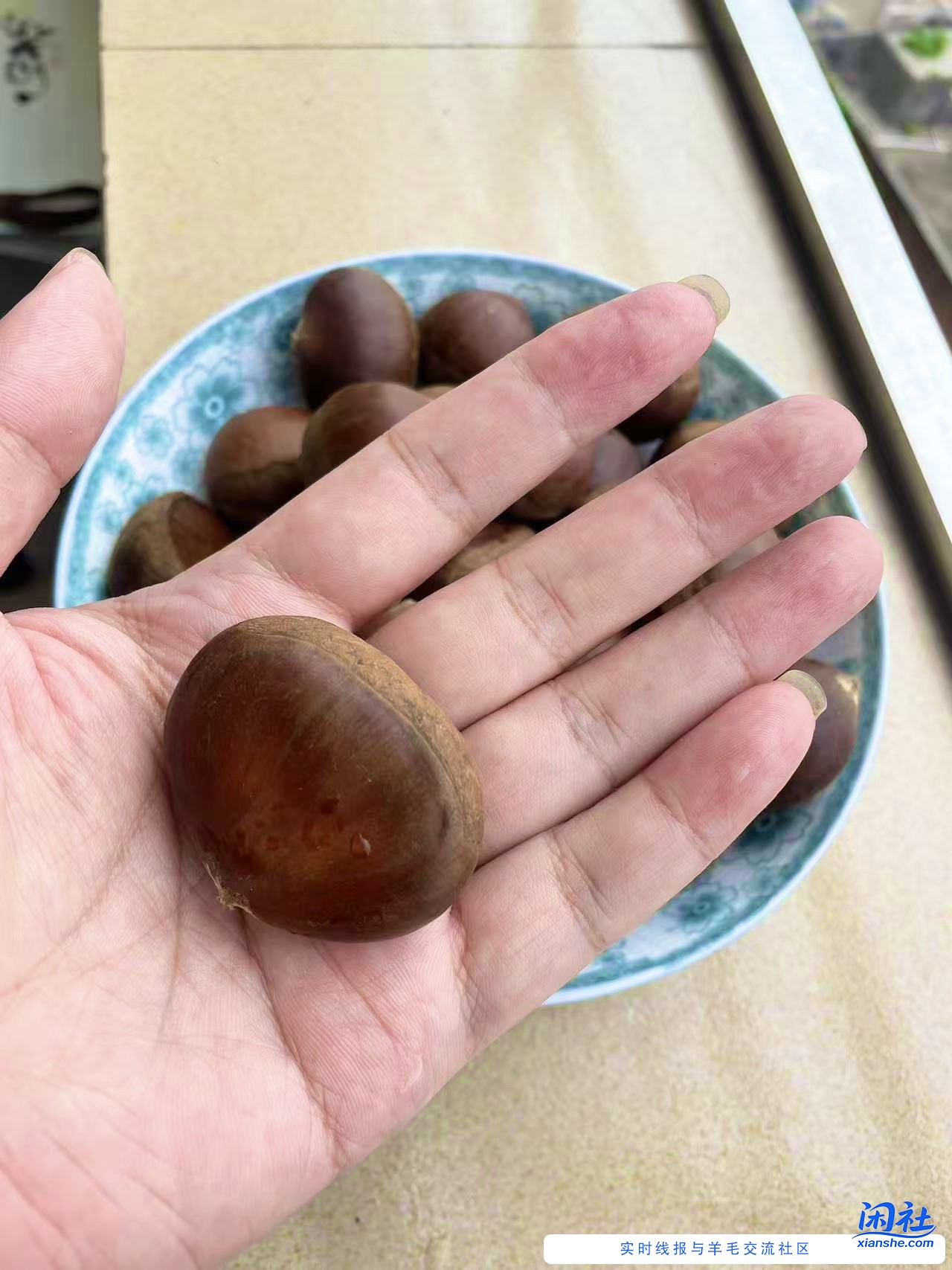 丹东板栗，专治各种嘴硬…我投降…