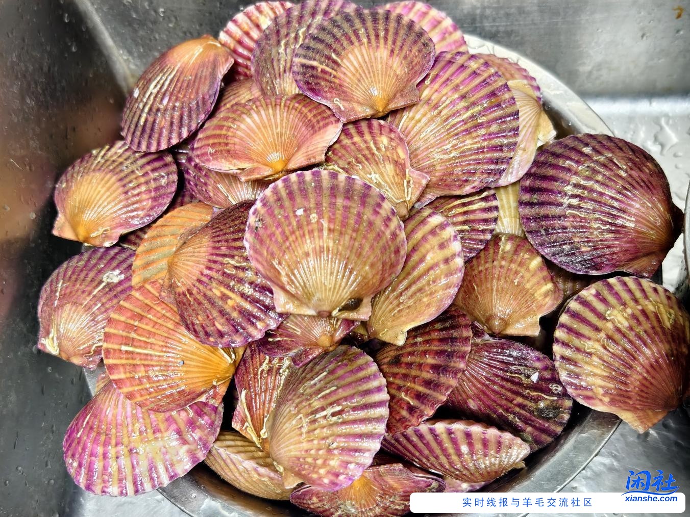 买了11斤鲜活扇贝