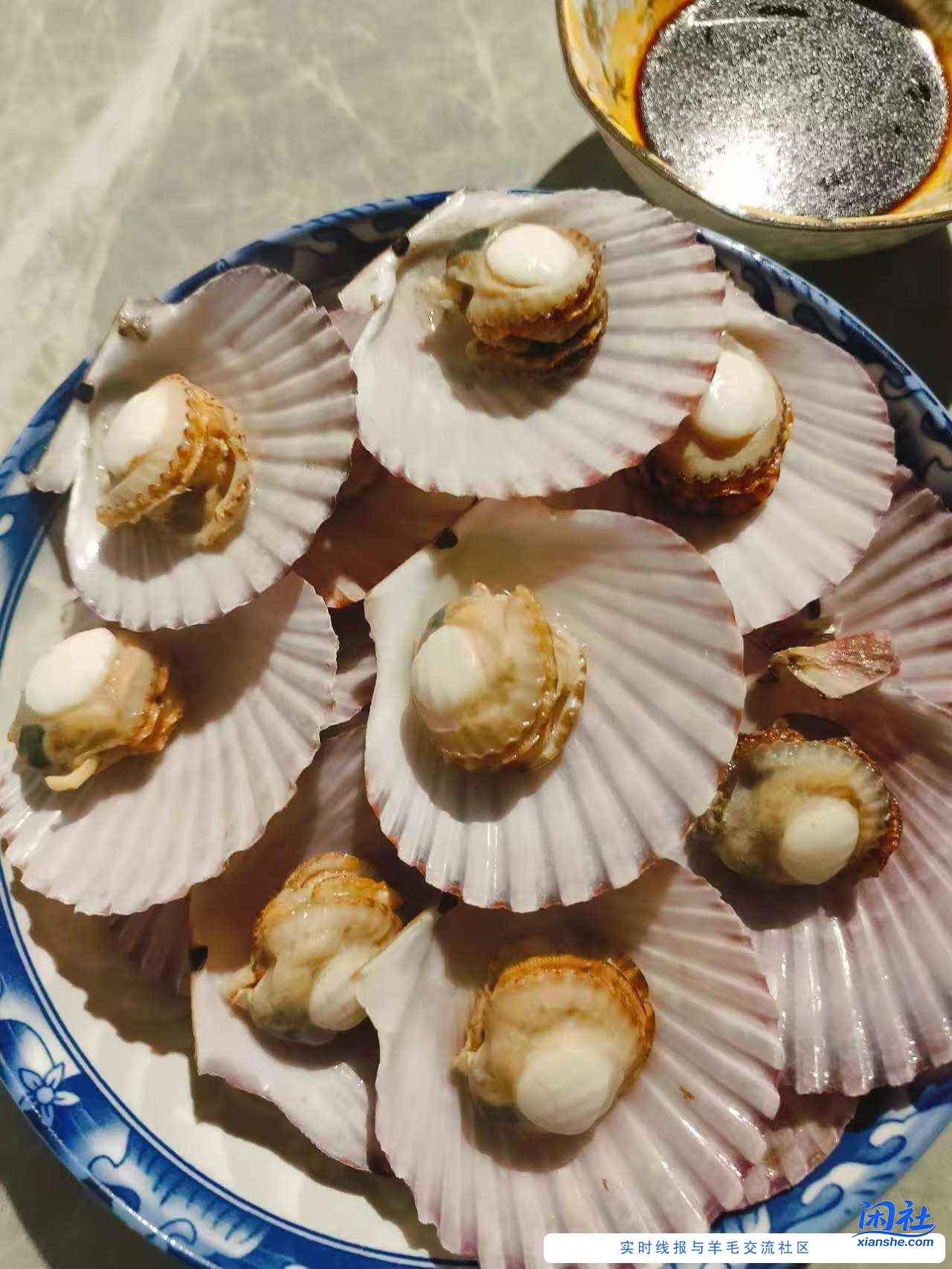 买了11斤鲜活扇贝