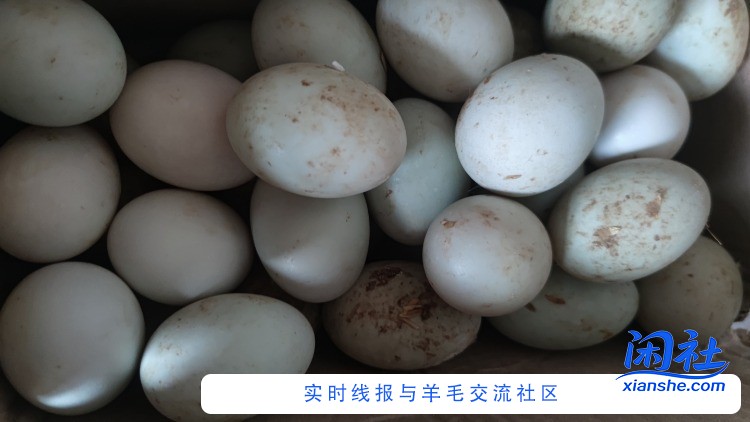 撸的鸭蛋到货了谁说京喜垃圾的？我就觉得很好啊，晒单